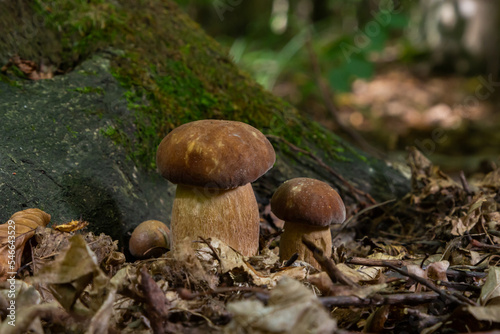 Boletus edulis or cep, edible wild mushroom in a forest