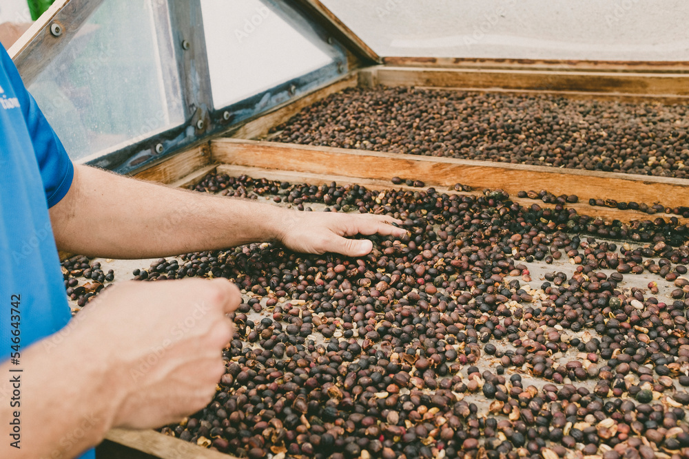 Close-up of hands spreading coffee beans Close-up of hands spreading coffee beans