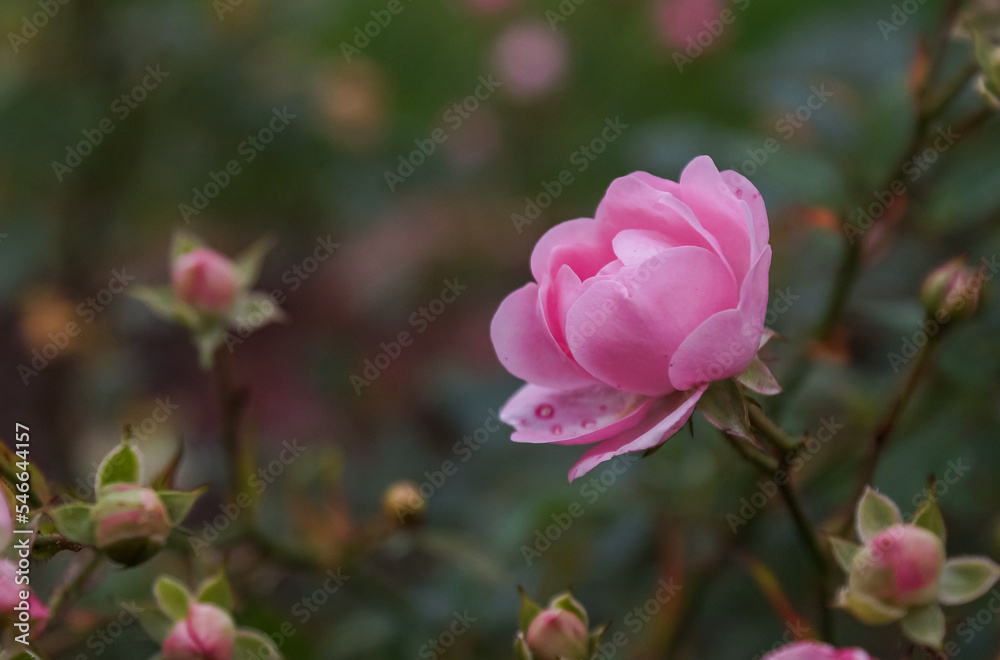 Beautiful pink rose flowers in the garden