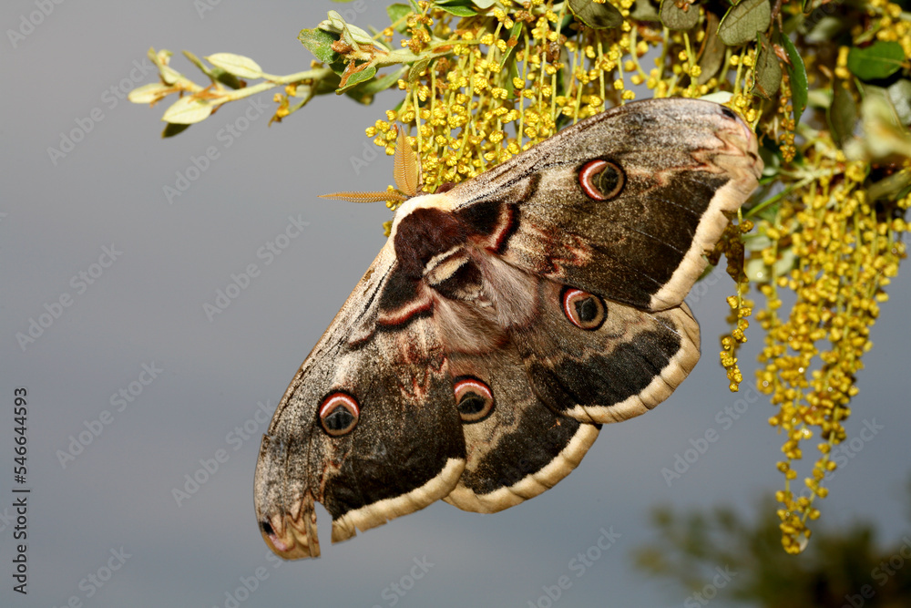 Great Peacock moth (Saturnia pyri), Extremadura, Spain Great Peacock moth (Saturnia pyri), Extremadura, Spain