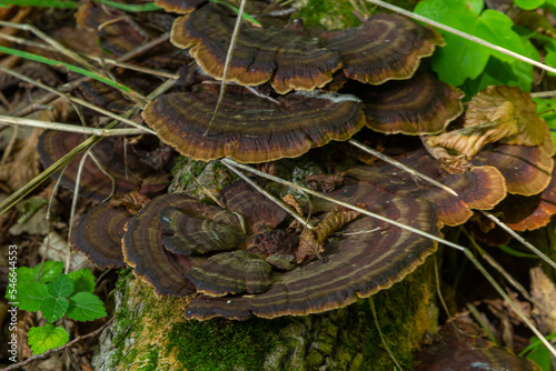 Mushroom called Daedaleopsis growing on sallow wood in the forest photo