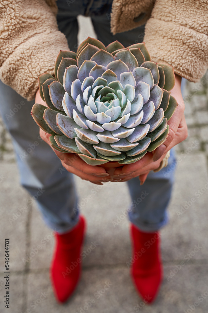 Young woman holding a flower pot with purple sempervivum succulent plant in a street flower shop.