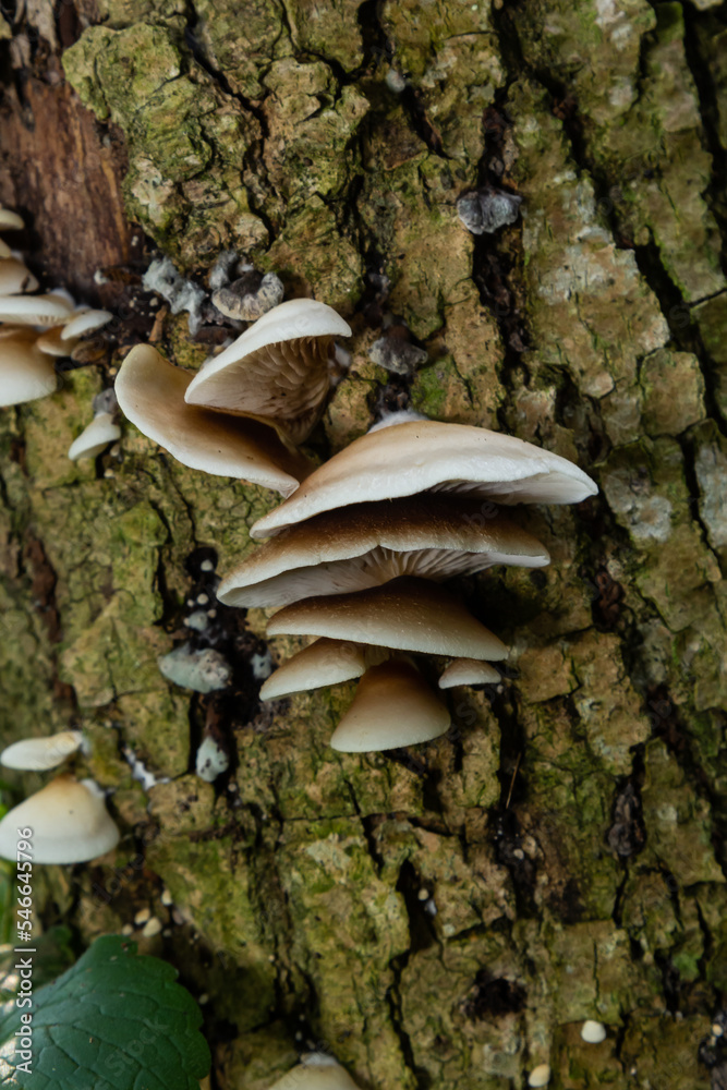 Fototapeta premium The Pale Oyster Pleurotus pulmonarius is an edible mushroom , stacked macro photo