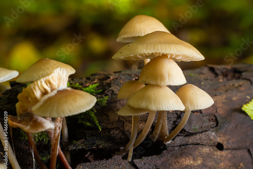 Magic mushrooms growing on moss. Most probably Mycena galericulata