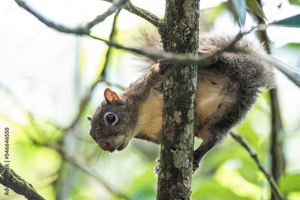 Squirrel on tree,†Serrinha†do†Alambari†Ecological Reserve, Serra†da†Mantiqueira, Rio†de†Janeiro, Brazil Squirrel on tree,†Serrinha†do†Alambari†Ecological Reserve, Serra†da†Mantiqueira, Rio†de†Janeiro, Brazil