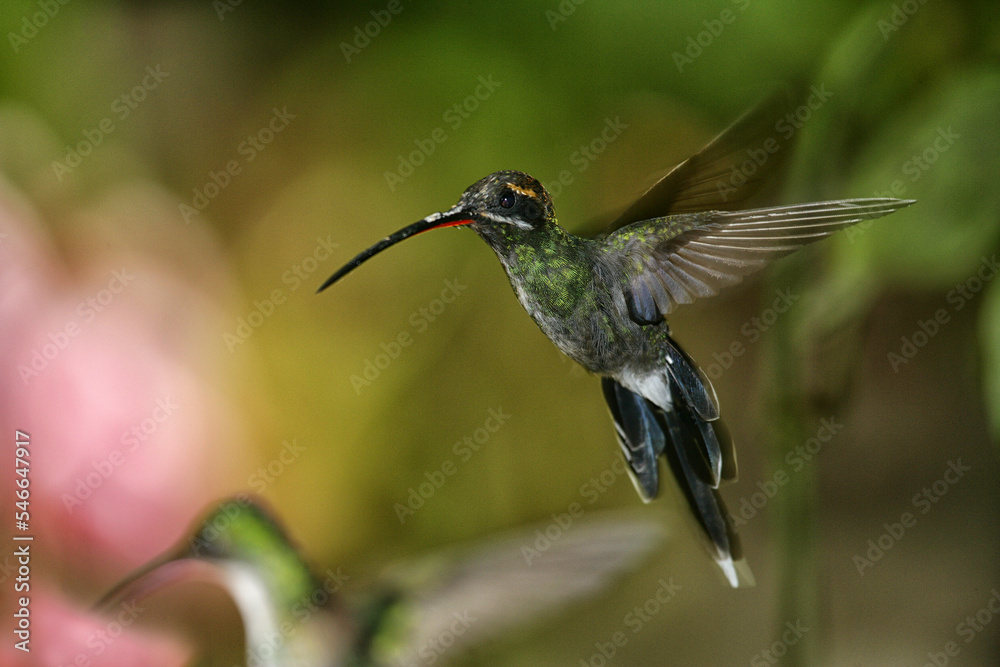 Green Hermit (Phaethornis guy), Ecuador Green Hermit (Phaethornis guy), Ecuador
