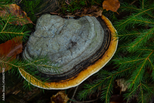 Fomes fomentarius, commonly known as the tinder fungus, false tinder fungus, hoof fungus, tinder conk, tinder polypore or ice man fungus photo