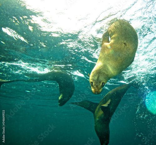 Cape fur seals in False Bay in the Cape of South Africa photo