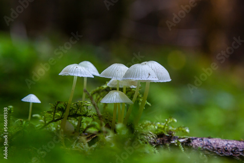 mycena epipterygia between the moss in the forest