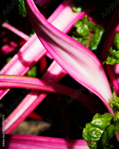 Close up of the stalks of Red Kale (or Borecole), a form of cabbage (Brassica oleracea Acephala Group). photo