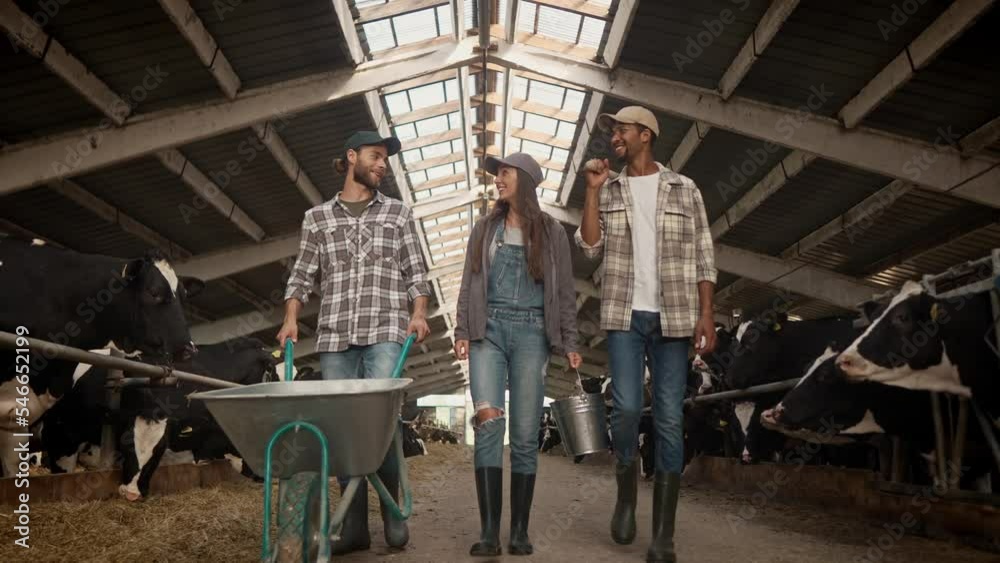 Bottom view of multi-ethnic male and female farmers walking with tools in cowhouse and speaking in good mood. Young joyful woman and men chat and work at domestic farm. Cows in stall, cattle livestock Bottom view of multi-ethnic male and female farmers walking with tools in cowhouse and speaking in good mood. Young joyful woman and men chat and work at domestic farm. Cows in stall, cattle livestock