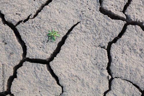 A tiny plant grows from cracked mud at Moore Bottom, Ruby Canyon, Colorado. photo