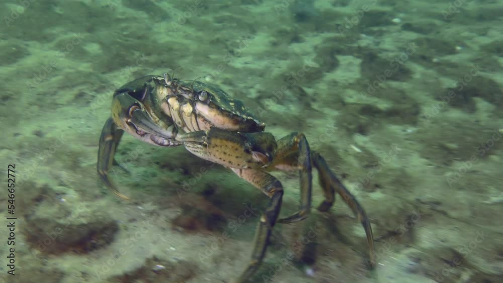 Green crab or Shore crab (Carcinus maenas) runs along the sandy bottom (in case of danger, the crab develops a significant speed), then it leaves the frame. Green crab or Shore crab (Carcinus maenas) runs along the sandy bottom (in case of danger, the crab develops a significant speed), then it leaves the frame.
