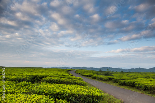 Tea fields and a narrow road under a blue sky of patchy clouds in the Kerinci Valley. Kerinci is one of the most productive tea regions in the world. Kerinci Valley, Sumatra, Indon photo