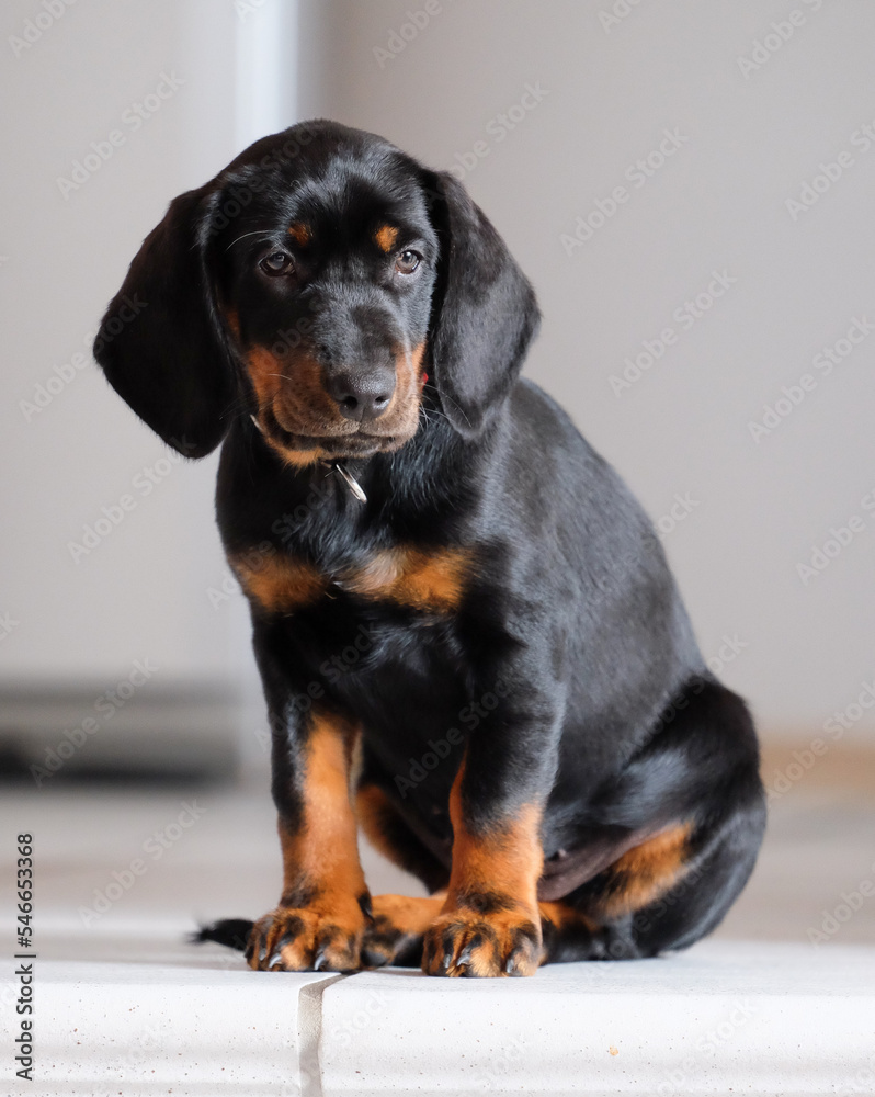 Obraz premium Junger, sitzender, schwarzer Hundewelpe