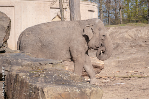 Elephant photo