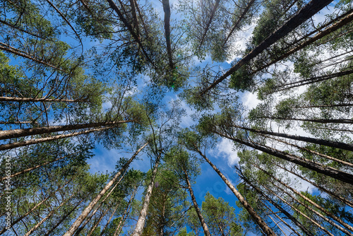 view from below to the cold pine forest, behind the treetops there is a view of the blue, beautiful sunny sky © Rolands