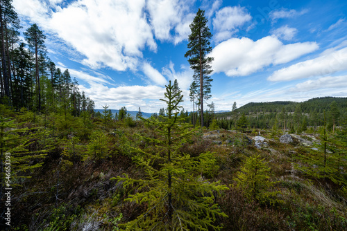 forest clearing in clans where there are some big trees behind which is a beautiful blue sky with fluffy white clouds, but in the foreground is a small fir tree