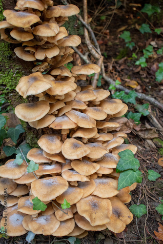 Photo de champignon sur un arbre 