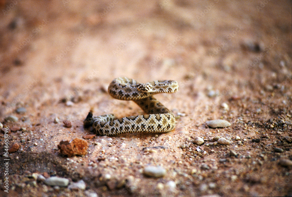 A pygmy rattlesnake coiled up in a defensive position in Spooky Canyon, Utah. A pygmy rattlesnake coiled up in a defensive position in Spooky Canyon, Utah.