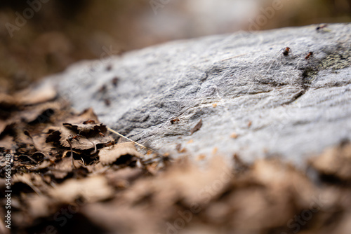 cool gray flat stone surface with brown last year's leaves along the edge, brown industrious ants walk on this surface
