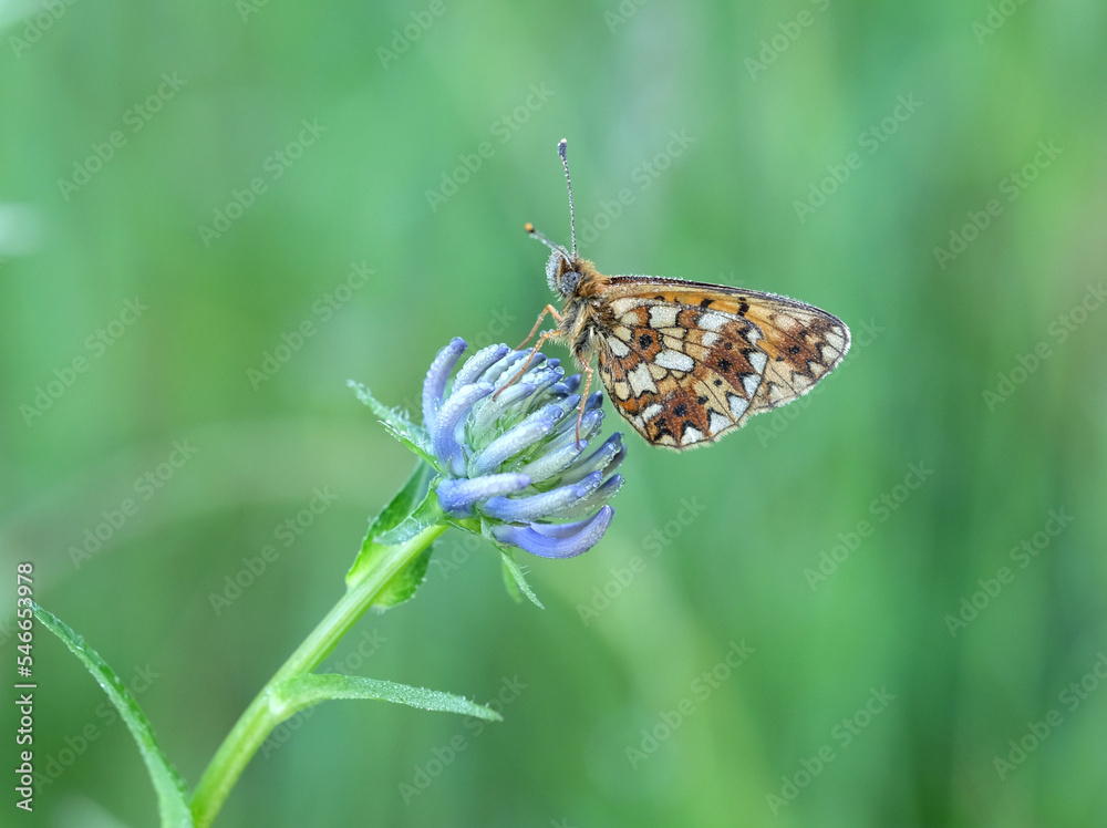 Obraz premium Braunfleckiger Perlmutterfalter (Boloria selene) auf einer Blüte der Kugeligen Teufelskralle (Phyteuma orbiculare) mit geschlossenen Flügeln am frühen Morgen mit Tautropfen an Körper und Blüte