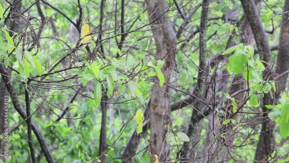 Quiet rain on the leaves of rainforest trees. ideal setting for meditation and relaxation Quiet rain on the leaves of rainforest trees. ideal setting for meditation and relaxation