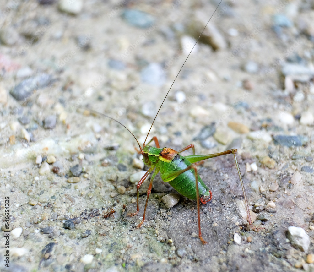 Grüner Grashüpfer mit langen Fühlern am frühen Morgen auf einem Waldweg sitzend Grüner Grashüpfer mit langen Fühlern am frühen Morgen auf einem Waldweg sitzend