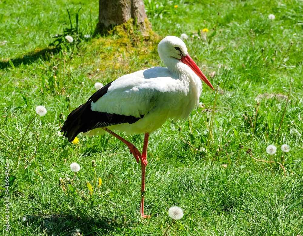 Fototapeta premium Storch (Ciconia ciconia) auf einem Bein stehend an einem warmen, sonnigen Sommertag am Rand eines kleinen Teiches