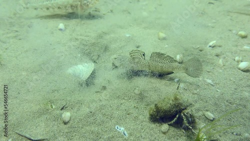 Breeding Marbled goby (Pomatoschistus marmoratus): male guarding the nest, has a very busy life due to restless neighbors. photo