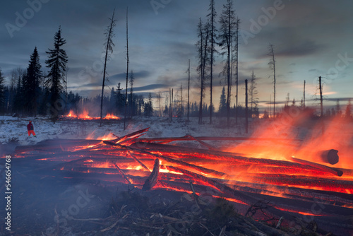 Removal of pine trees infested by the mountain pine beetle near Grande Praire, Alberta, Canada photo