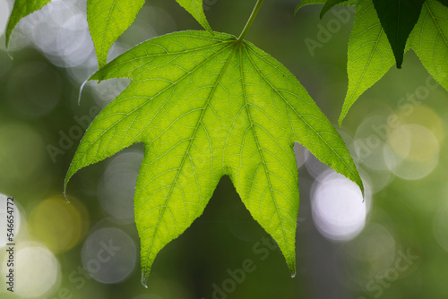 American sweetgum (Liquidambar styraciflua) leaf photo