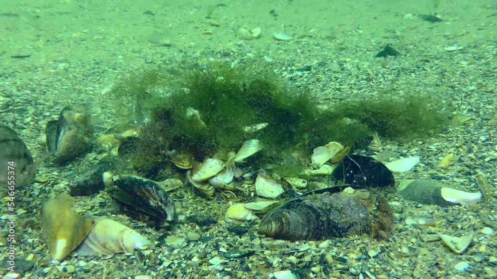 Reproduction Gray wrasse (Symphodus cinereus): the male decorates the algae nest with shells and drives away annoying gobies. Reproduction Gray wrasse (Symphodus cinereus): the male decorates the algae nest with shells and drives away annoying gobies.