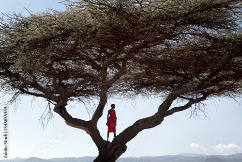 A Masaai warrior stands in a tree. photo