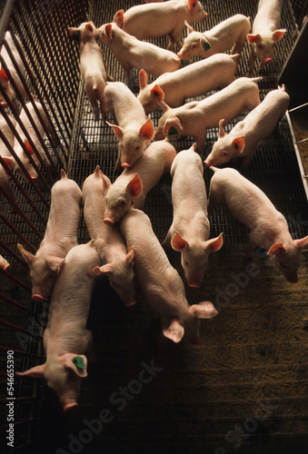 Pig farm babies photo