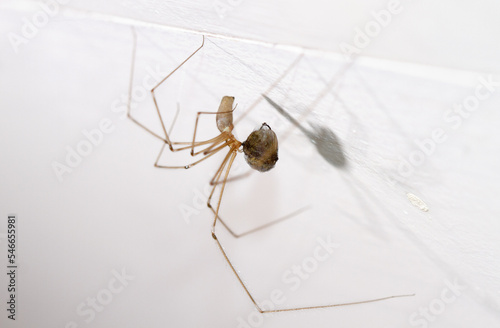 Pholcid spider, Daddy long-legs, captured a fly, and enveloped it with silk-like material