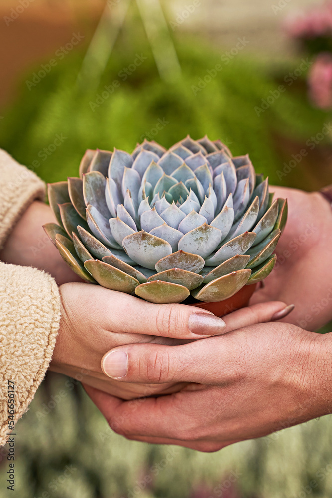 Man and woman holding a purple sempervivum succulent plant