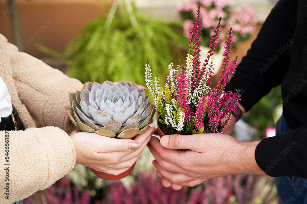 Man and woman holding a purple sempervivum succulent plant and blooming violet heather plant