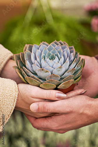 Obraz na płótnie Man and woman holding a purple sempervivum succulent plant w salonie