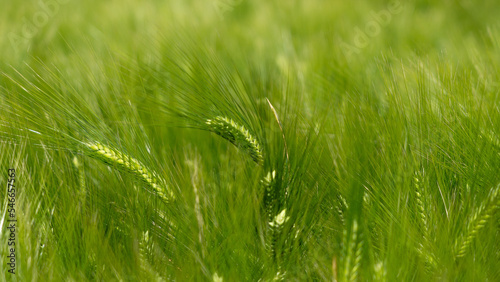 Barley fields ,Barley grain is used for flour, barley bread, barley beer, some whiskeys, some vodkas, and animal fodder