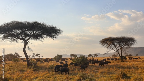 Photography Herd of cape buffalos in a safari with acacia savanna trees in their natural hab