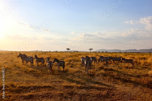 Herd of zebras in a safari in savanna in Africa on a sunny day