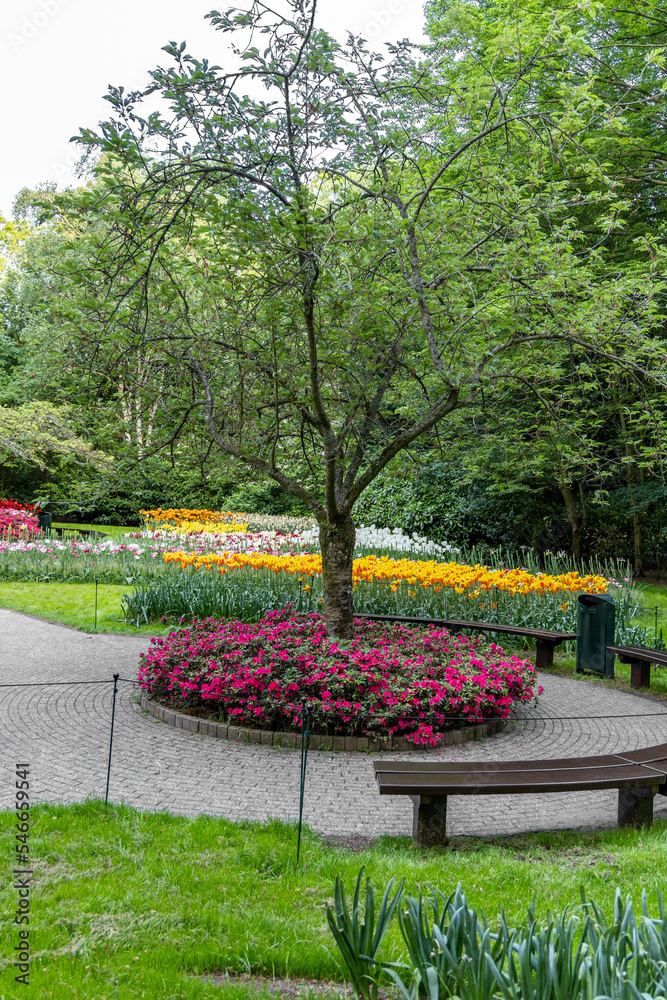 Flower bed with blooming colorful tulips