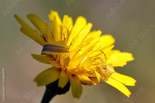 Closeup of a thomisus onustus spider on a yellow flower. photo