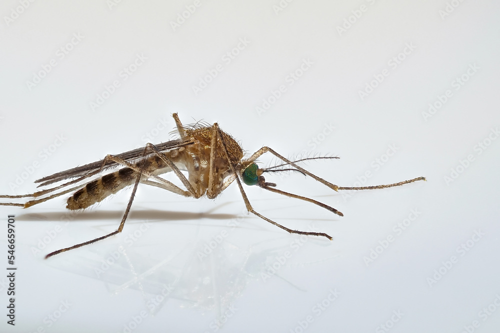makrofoto einer weiblichen stechmücke auf weißem hintergrund, culex sp. makrofoto einer weiblichen stechmücke auf weißem hintergrund, culex sp.
