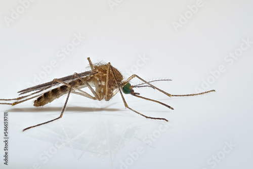 makrofoto einer weiblichen stechmücke auf weißem hintergrund, culex sp.
