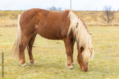 Icelandic brown horse