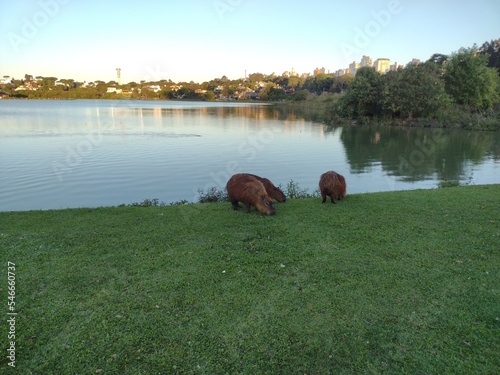 Capybaras eating grass in Barigui Park  photo