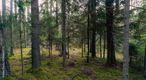Forest background with moss carpet. verdant natural background with pine and spruce forest