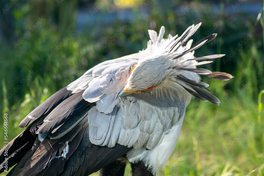 Beautiful secretary bird from Africa with large curved beak. Portrait